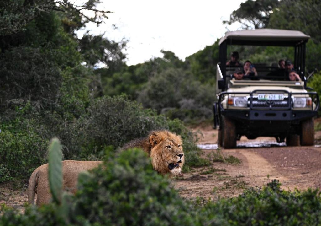 Paterson Cabin | Addo Elephant Safari Lodge - Bellevue Forest Reserve