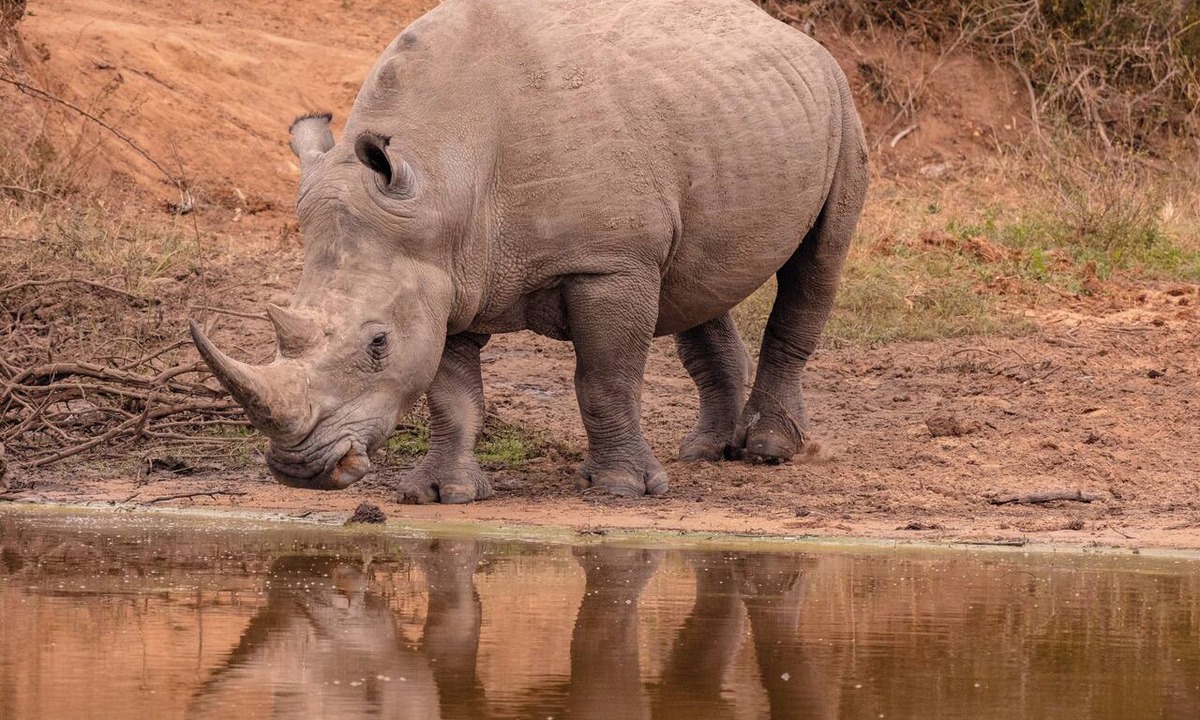 Thorny Bush Game Reserve Other | Kapama Buffalo Camp