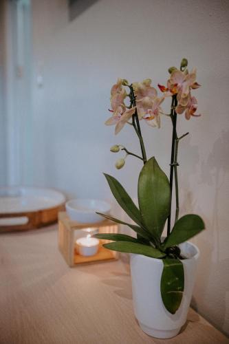 Berea Bed & Breakfast | Lavender BnB
