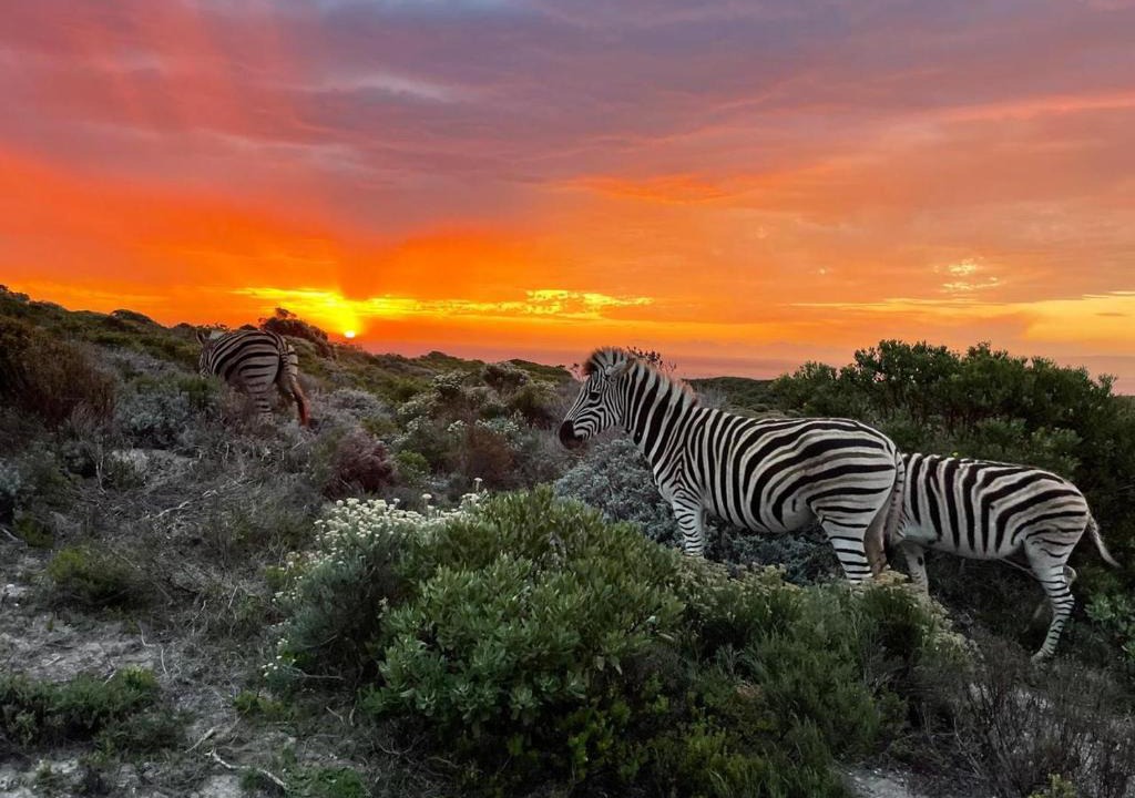 Gansbaai Villa | Romansbaai Oceanview Family House - Wildlife Estate