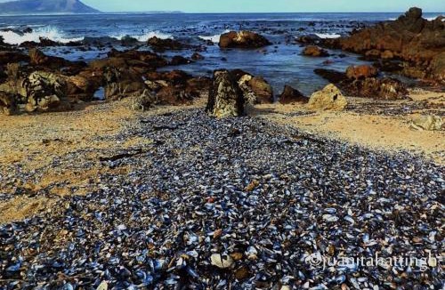 Kleinmond House | Allen's Halal Coastal Cottage