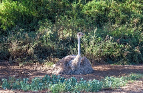 Oudtshoorn Bed & Breakfast | Bakenskraal Ostrich Palace