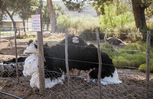 Oudtshoorn Bed & Breakfast | Bakenskraal Ostrich Palace