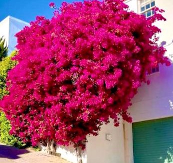 Simon's Town Apartment | Bougainvillea House - The Heart of Simonstown