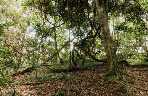 Port St Johns Other | Deja Blue Beach Camp