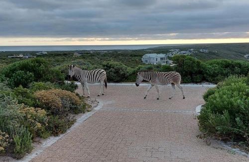 Gansbaai Villa | Luxury Beach Villa in Romansbaai Wildlife Estate