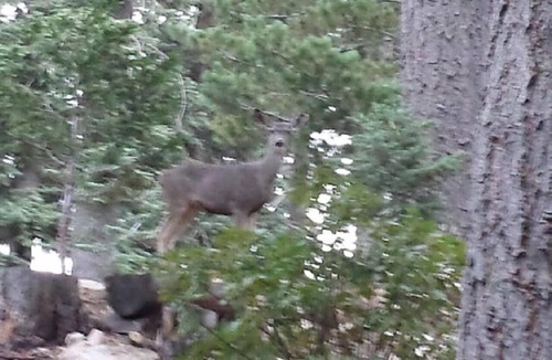Lake Arrowhead Apartment | Mountain Cottage Serenity Surrounded by Majestic Forests 5 min to Lake Arrowhead
