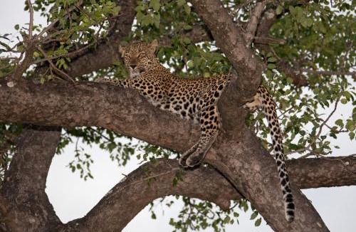Hlabisa Cabin | Rhino Ridge Safari Lodge