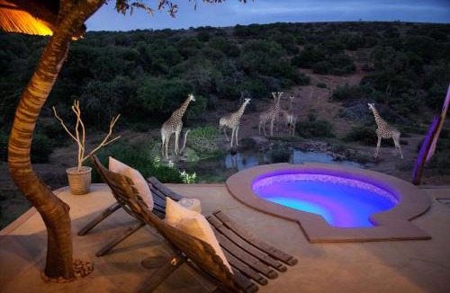 Paterson Other | Safari Lodge - Amakhala Game Reserve