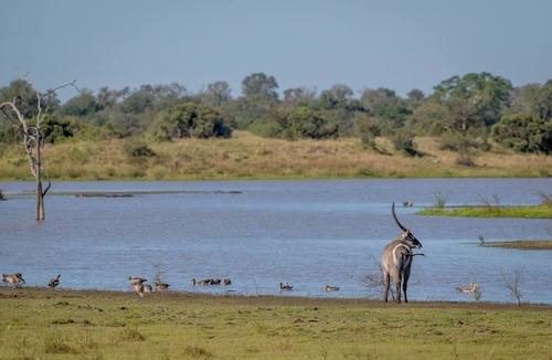 Kruger National Park Other | Satara Wild Camp- Greater Kruger