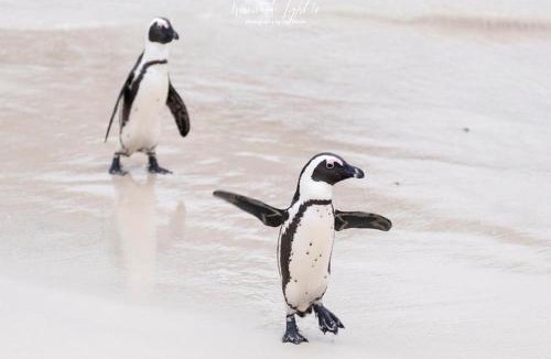 Simon's Town House | Seascape Cottage