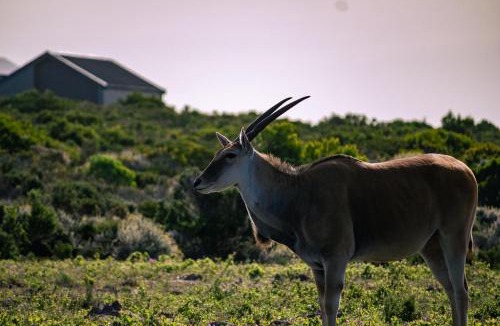 Gansbaai Villa | Solar-Powered Villa - Oceanview Wildlife Estate Retreat