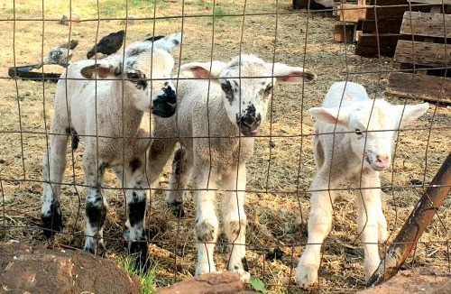 Krugersdorp Bed & Breakfast | The Darling Farmstyle B&B