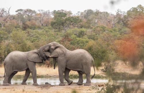 Ehlanzeni Cabin | Thornybush Simbambili Lodge