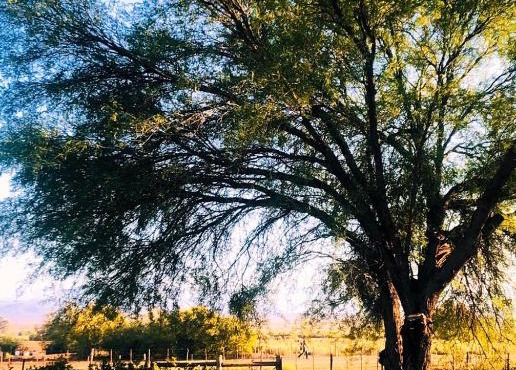 Blye Uitsig in Oudtshoorn