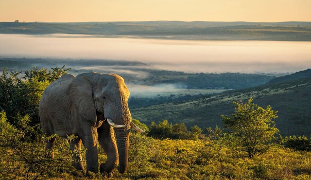HillsNek Safari Camp - Amakhala Game Reserve in Sidbury