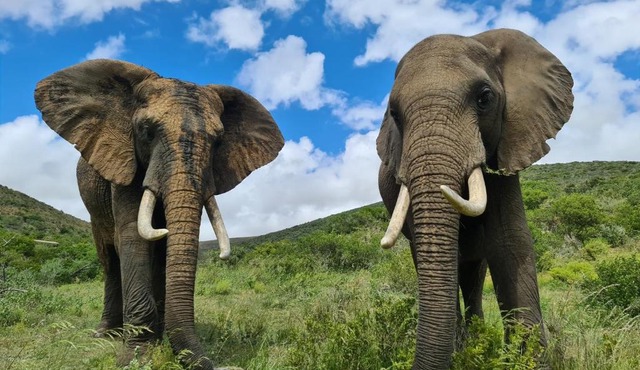Indalu Game Reserve in Blandʼs Drift