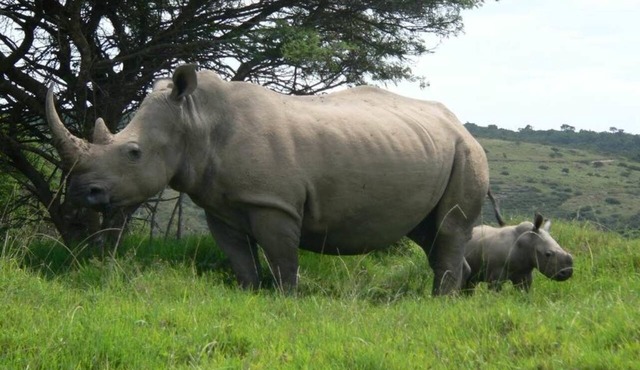 Inkwenkwezi Private Game Reserve in Great Kei
