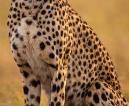 Leopard Lagoon 41 Holiday Home Dinokeng Big 5 in Klipdrift