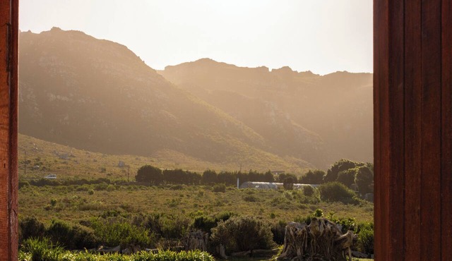 MOS-Fynbos in Betty's bay