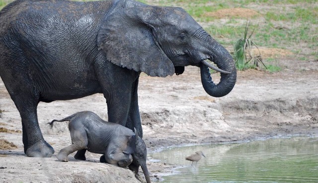 Tembe Elephant Park in uMhlabuyalingana