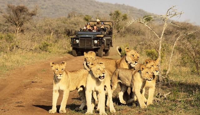 Thanda Safari in Hluhluwe