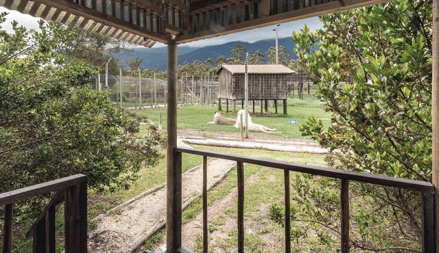 Sleep Whiskers away from the Lions and " FEEL " them ROAR! Cabin 2 in Garden Route District Municipality