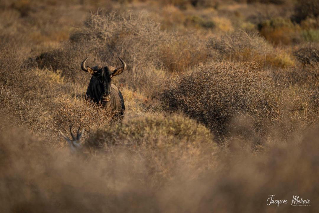Matzikama Other | Nama-Qua Game Reserve