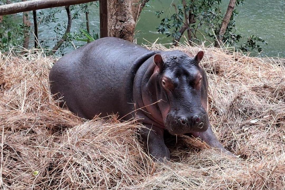 Maruleng Cabin | Jessica The Hippo