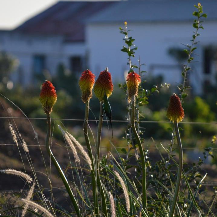 Koelenhof Apartment | The Old Dairy at Allemanskloof