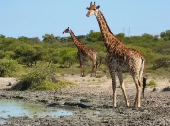 Lephalale Apartment | Segodi Game Lodge