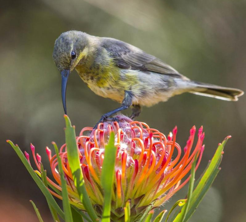 Somerset West House | Spanish Farm Boutique Hotel & Villas