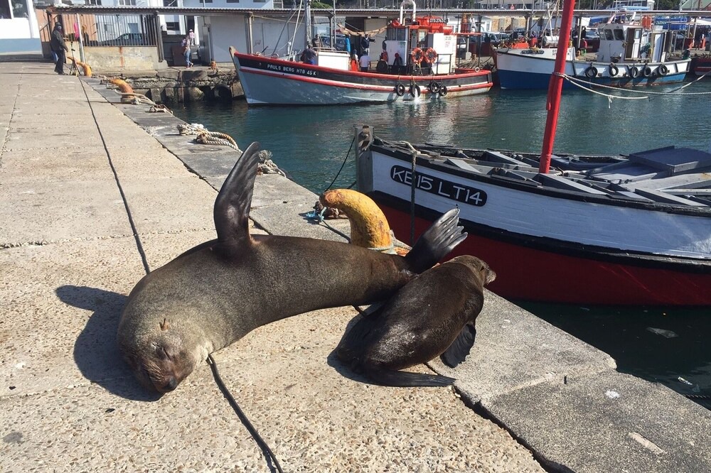 Photo of Others in Kalk Bay