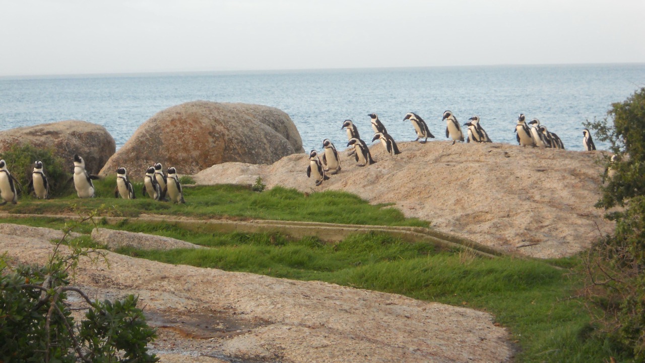 Photo of Others in Simon's Town
