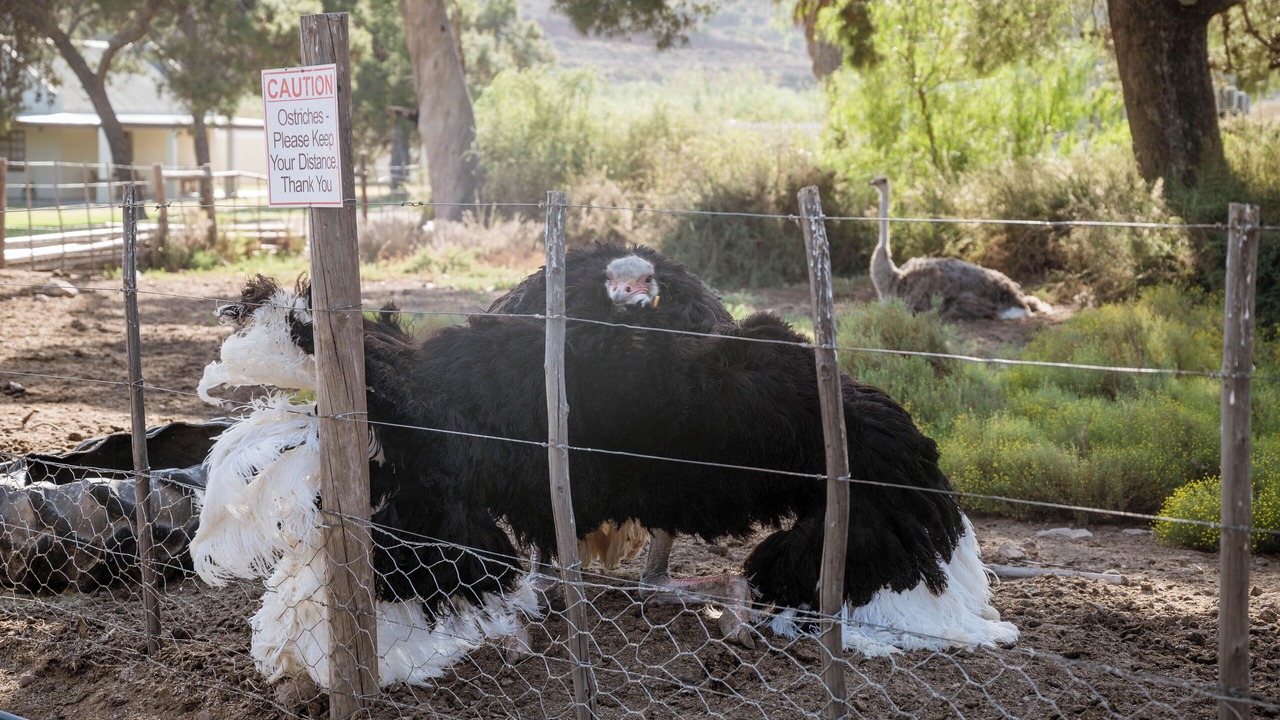 Photo of Outdoor in Oudtshoorn