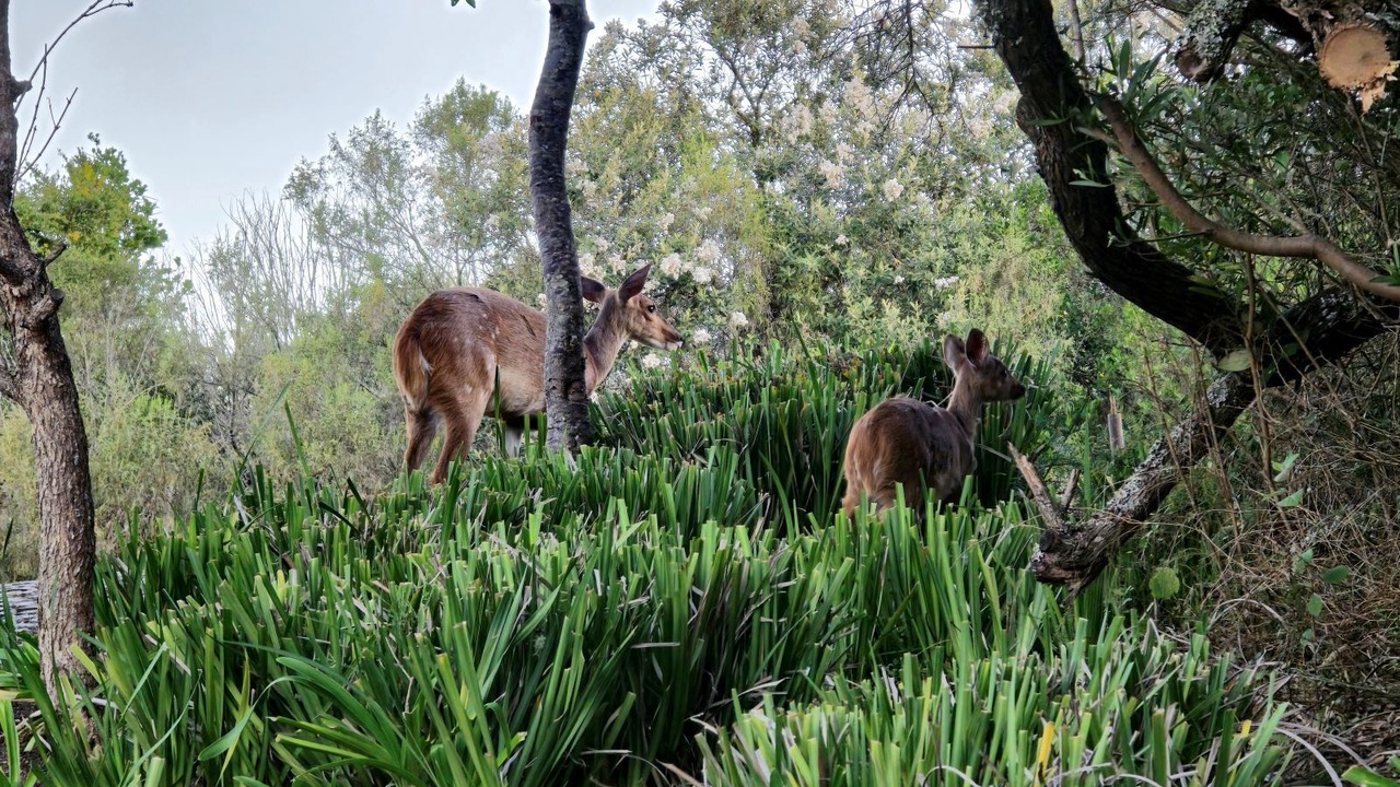 Photo of Outdoor in Herolds Bay