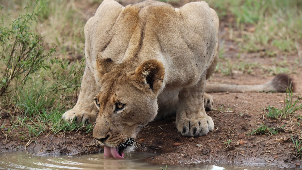 Photo of Others in Madikwe Game Reserve