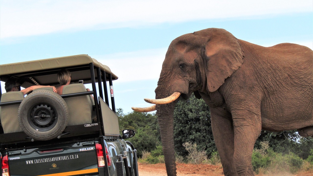 Photo of Others in Addo