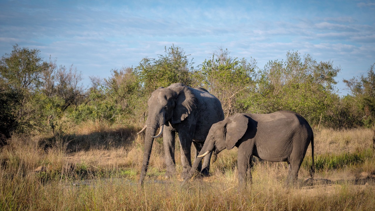 Photo of Others in Kruger National Park