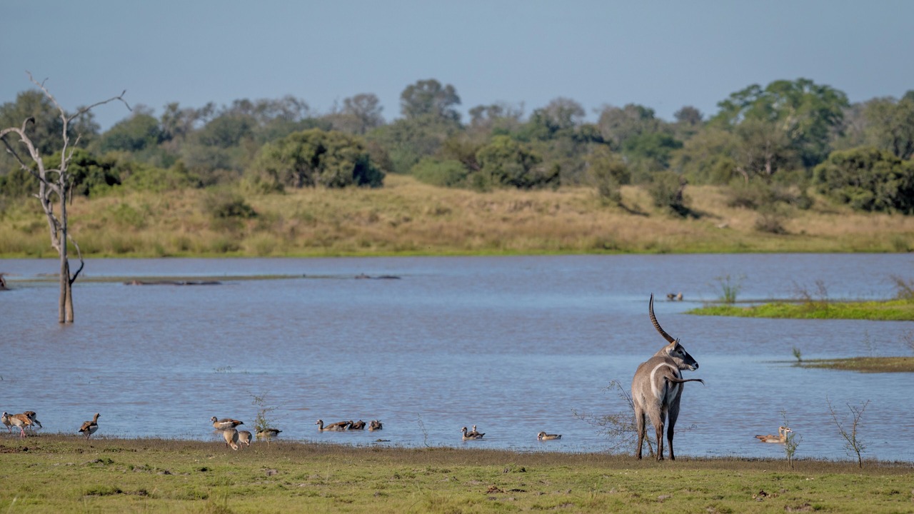 Photo of Others in Kruger National Park