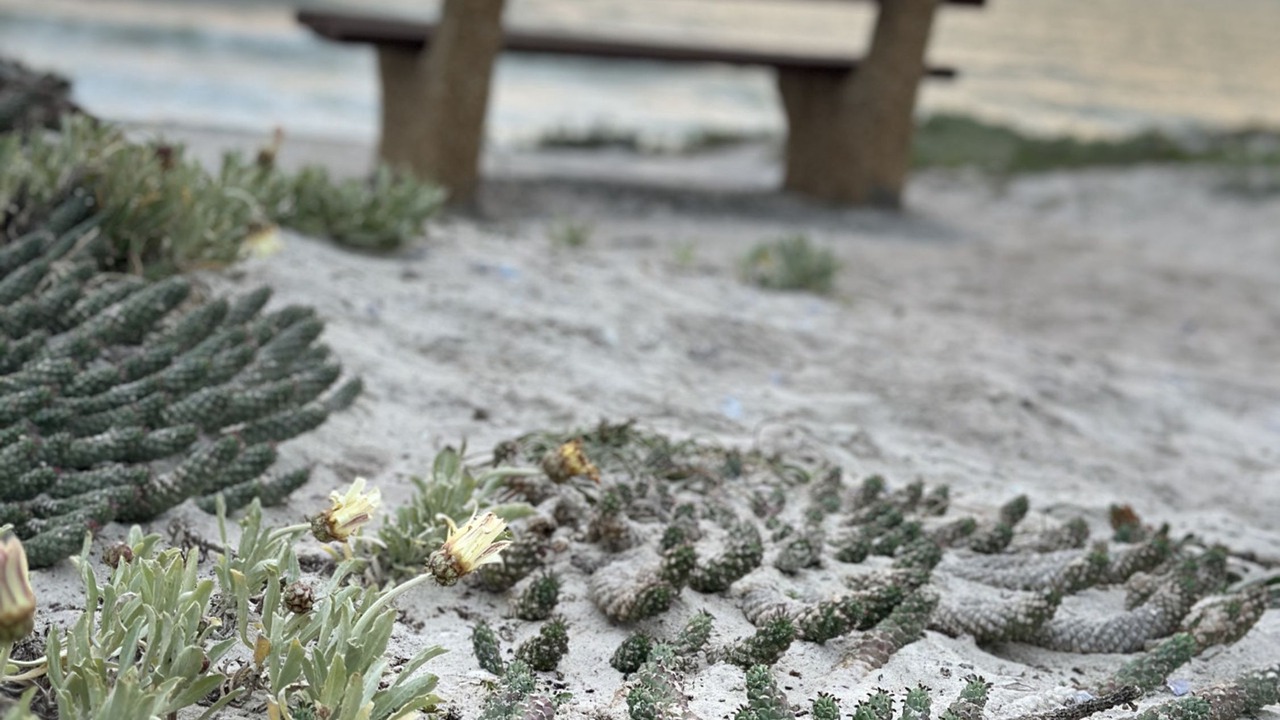 Photo of Others in Yzerfontein