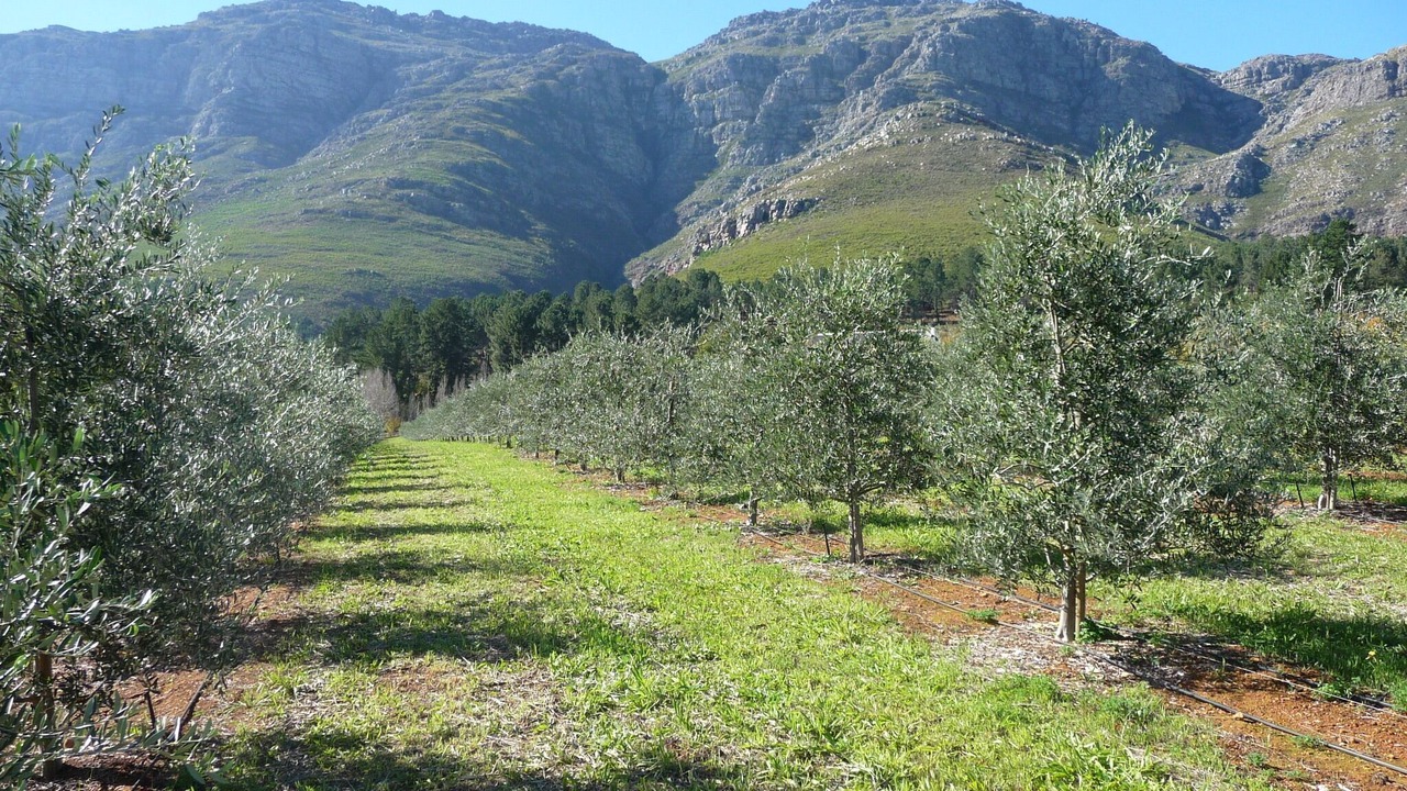 Photo of Outdoor in Stellenbosch