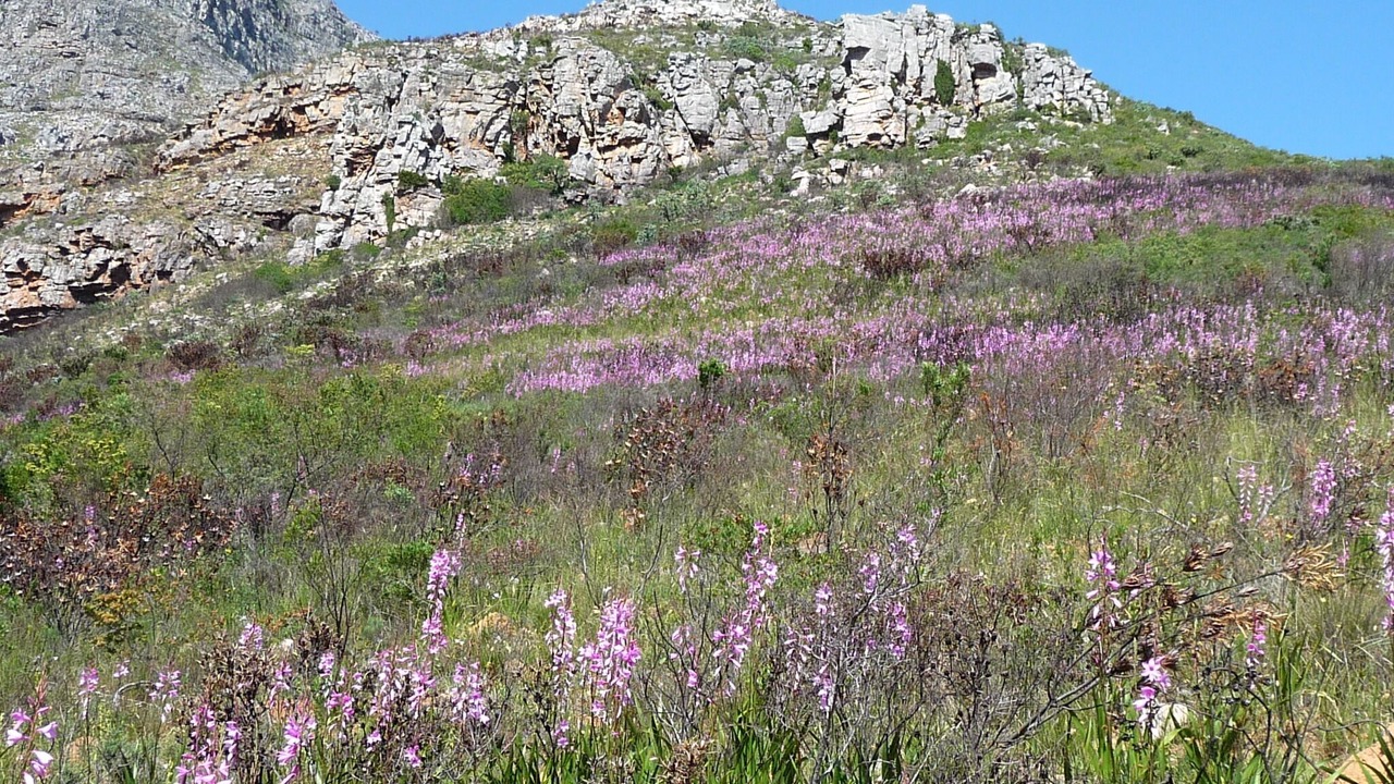 Photo of Outdoor in Stellenbosch