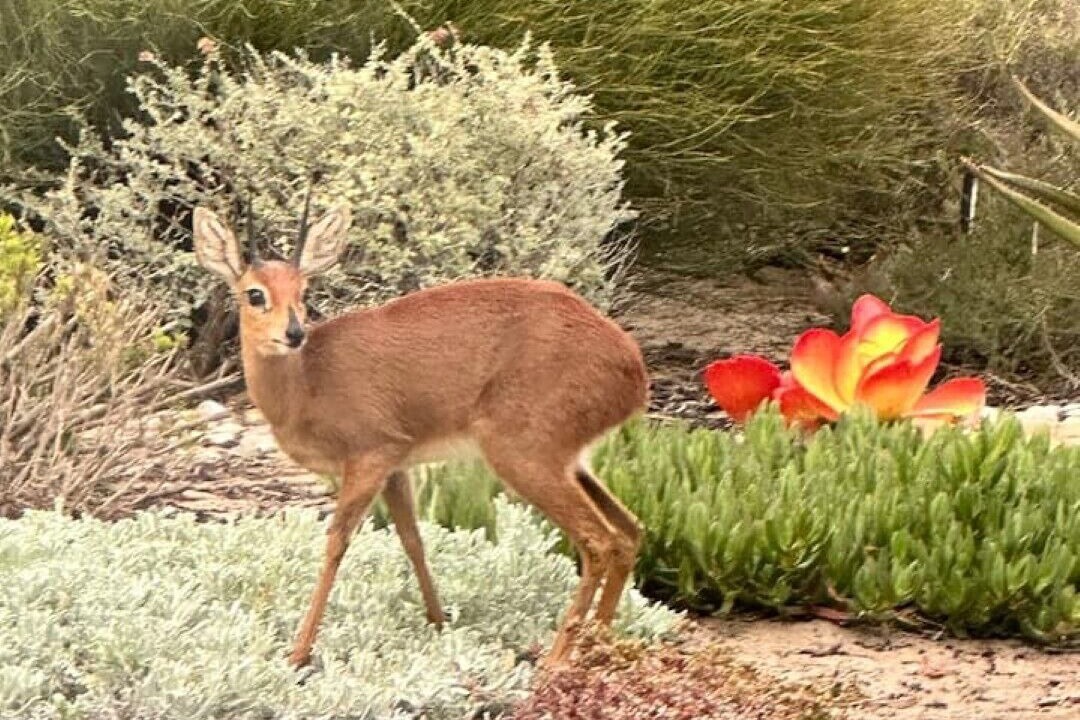 Photo of Others in Langebaan