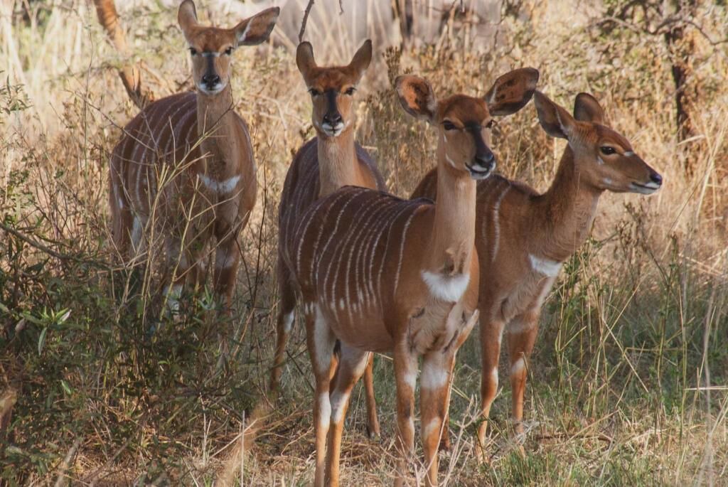 Photo of Others in Polokwane