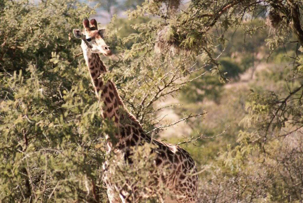 Photo of Others in Polokwane
