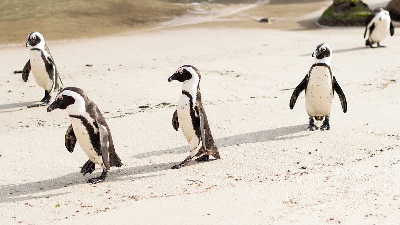 Photo of Others in Muizenberg