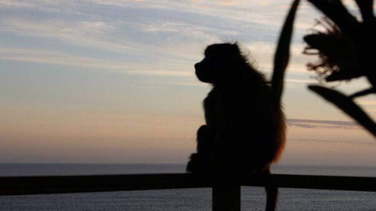 Photo of Others in Cape Peninsula