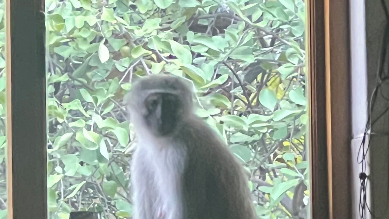 Photo of Others in Phalaborwa