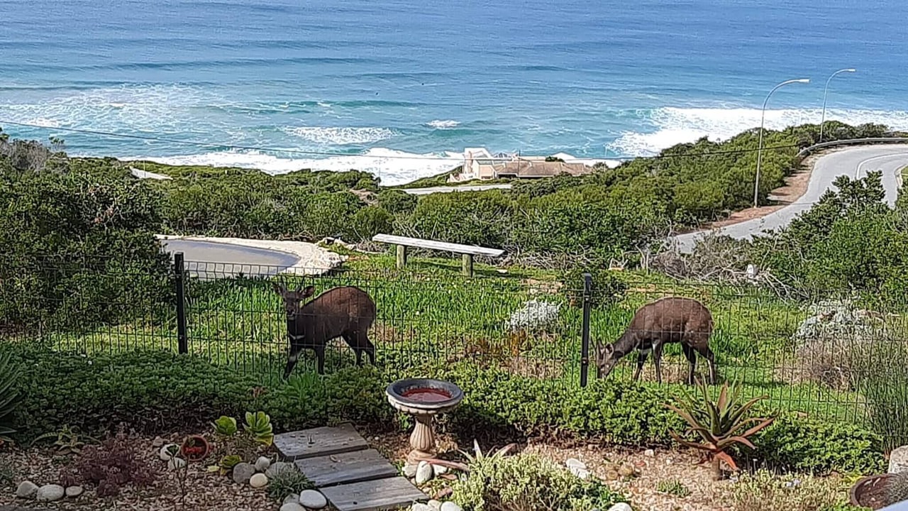 Photo of Others in Dana Bay